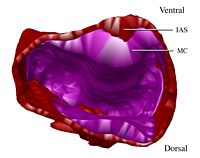 Caudal view of the common atrium; the mesenchymal cap is surrounding the interatrial septum, which is just starting to develop.