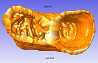 The two most caudal parts of the ventricle in cranial view; the ventral flexure of the outflow tract (cf. the ventral overview of the complete model) is left out in this figure.