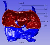 Caudal cutaway view of the atria and the entering veins; on the left an incomplete septum can be seen, possibly the venous valve of the superior cardinal vein