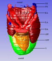 Ventral view of the complete model