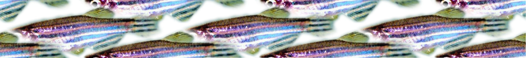 Adult zebrafish